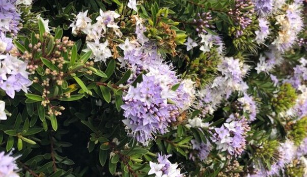 Latest Buzz - Spring 2018