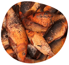 Living Water installs pest fish barrier to "Stop the Spread"