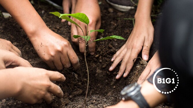 Photo of many hands planting a tree