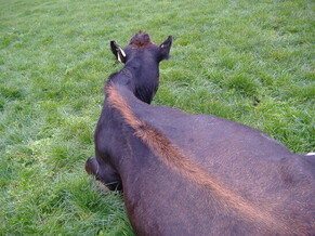 Treating cases of Milk Fever Correctly