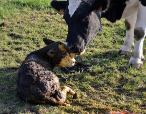 Transition Cow Management