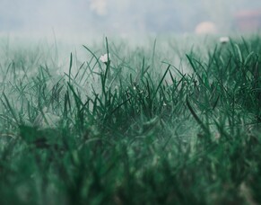 Nitrate poisoning - the risk is now!