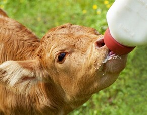 Top tips for managing calves with scours