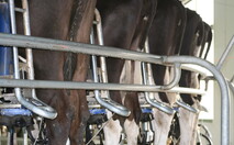 Milk Quality Management