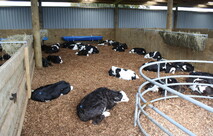 Heifer Rearing
