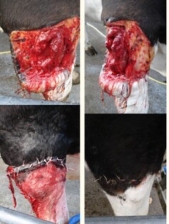 Suturing wound in cows leg