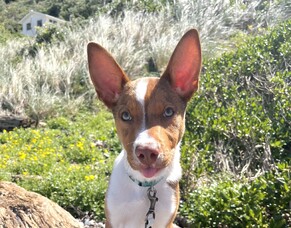 Surviving The Bitey Puppy Stage