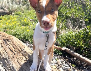 Surviving The Bitey Puppy Stage