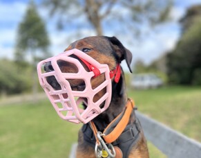 From Fearful to Free: How Dog Training Helped One Owner Transform Her 2 Year Old Dog&rsquo;s Behaviour