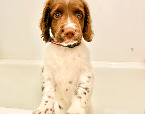 3 Things I&rsquo;d Prioritise When Bringing a New Puppy Home