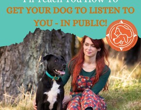 Why Your Dog Listens at Home but Struggles Outside (And Why It&rsquo;s Not Your Fault!)