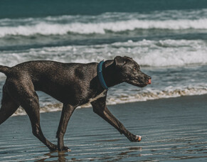 Am I Failing My Dog?