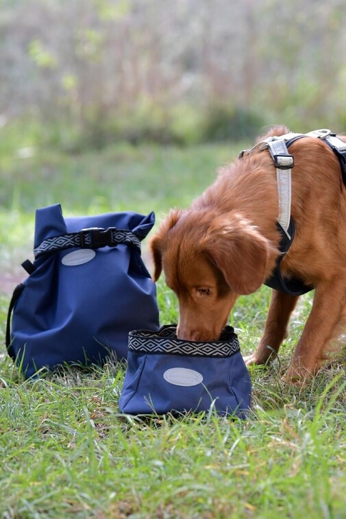 Dog Accessories