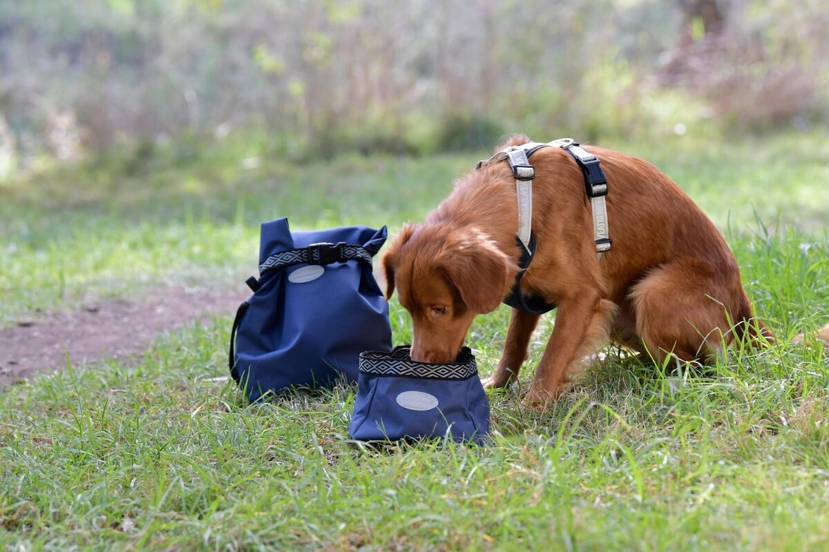 Best Dog Coats & Dog Accessories NZ