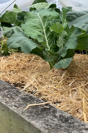 Lifestyle and Garden Hay