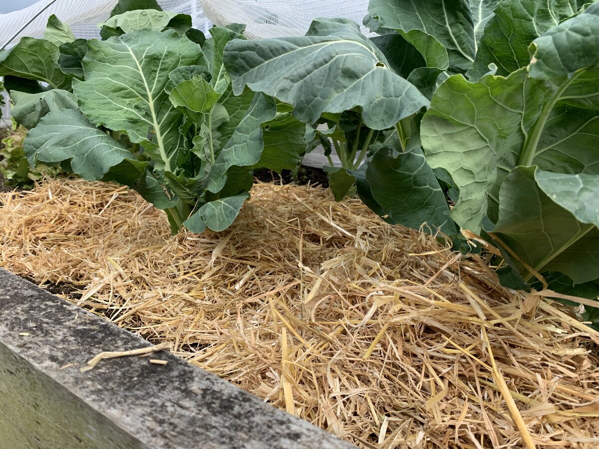 Hay & Horse Feed NZ Delivery Highfields Equestrian