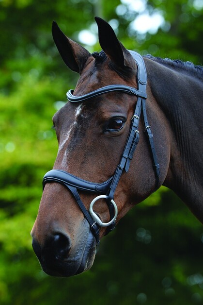 Horse Gear NZ | Highfields Equestrian | #1 Tack Shop Online