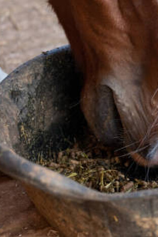 Horse Feed Buckets and Accessories