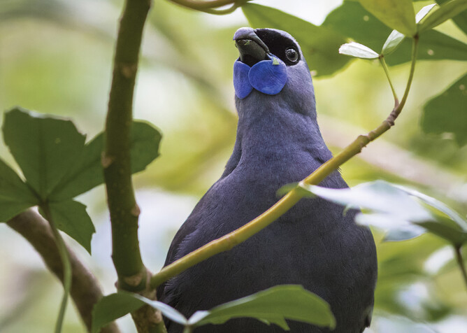Sancturary Mountain Maungatautari