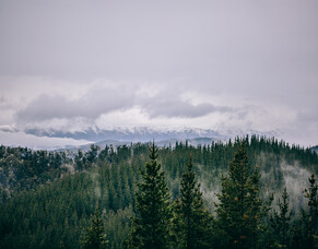 PRESS RELEASE - Government&rsquo;s Proposed Forestry Policies to cost the Industry Workforce