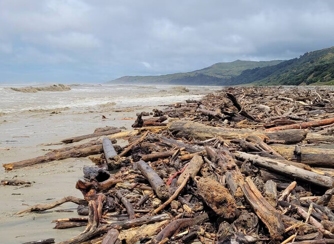Forestry Slash. Source: New Zealand Herald