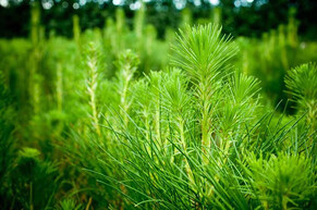 PRESS RELEASE - Fears for forestry contractor livelihoods following Cyclone Gabrielle