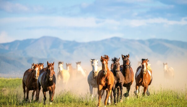 Feeling Stuck?  What horses and trauma informed yoga have taught me recently.