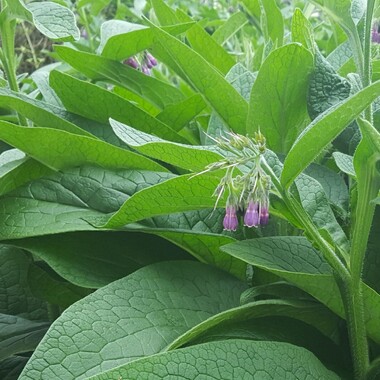 Comfrey | Naturally Herbal