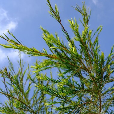 Tea Tree | Naturally Herbal