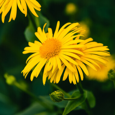 Arnica | Naturally Herbal