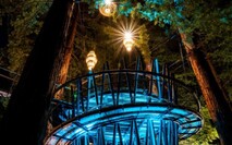 Tree Tops Walk Rotorua