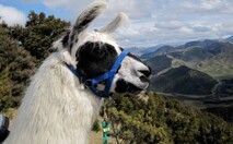 Llama Tour