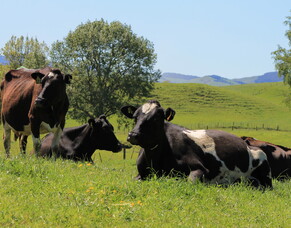 Understanding Facial Eczema