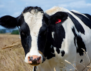 Finish the FE Season Strong