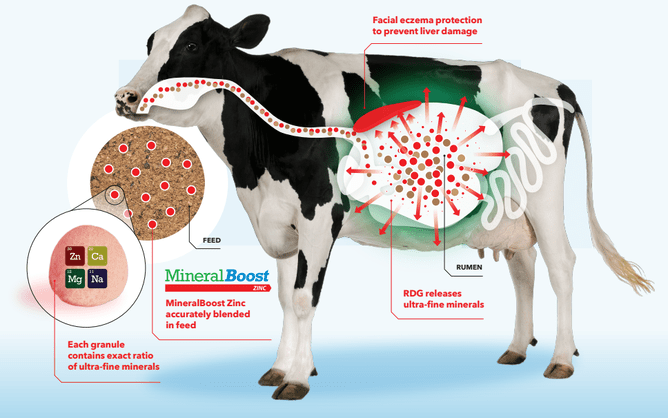 MineralBoost Zinc Infographic