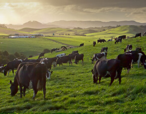 Financial benefits of a good mineral supplementation programme