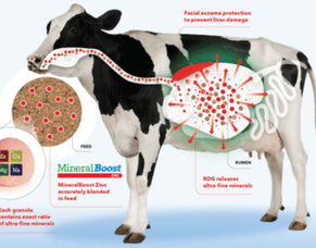 Understanding and Beating Facial Eczema