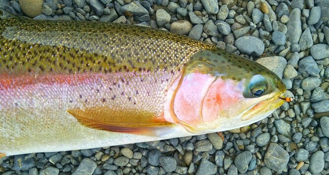 North Island Fly Fishing Guide