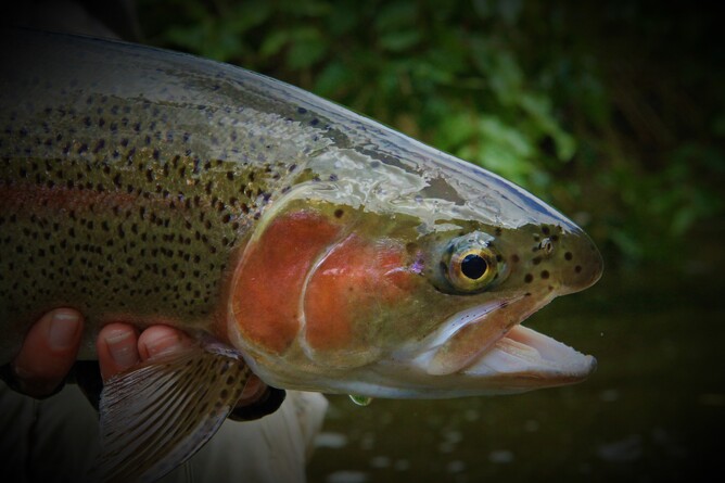 North Island fly fishing guide - Taupo