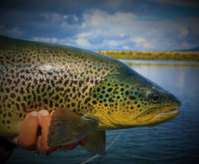 North Island New Zealand Trout Fishing Guide