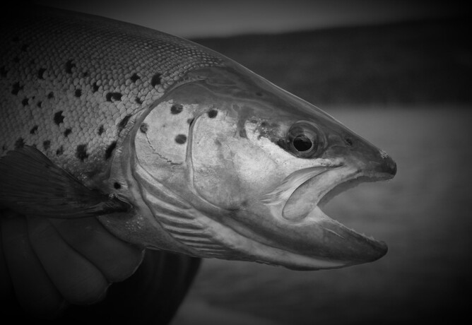 north island fly fishing rob vaz fly fishing brown trout