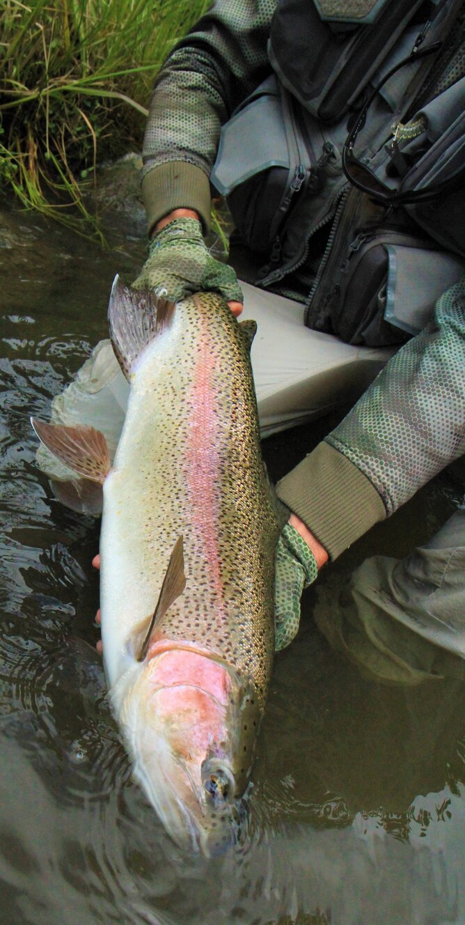 North Island fly fishing guide - Taupo, Turangi, Rotorua