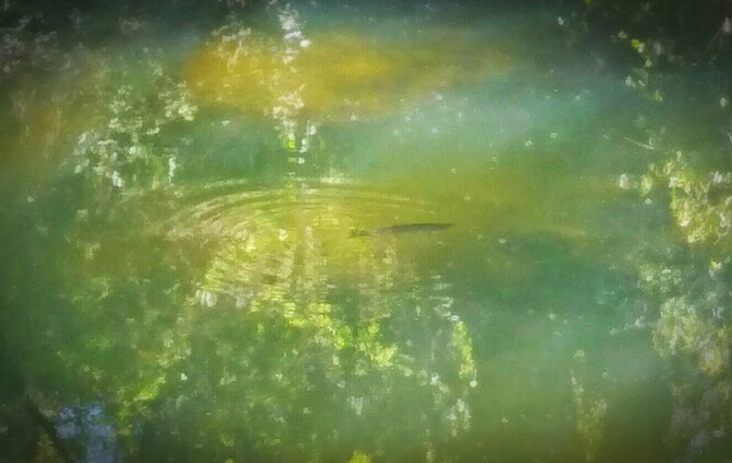 Sight Fishing North Island Fly Fishing Guide