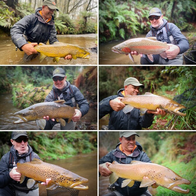 New Zealand Trout Guide, Auckland