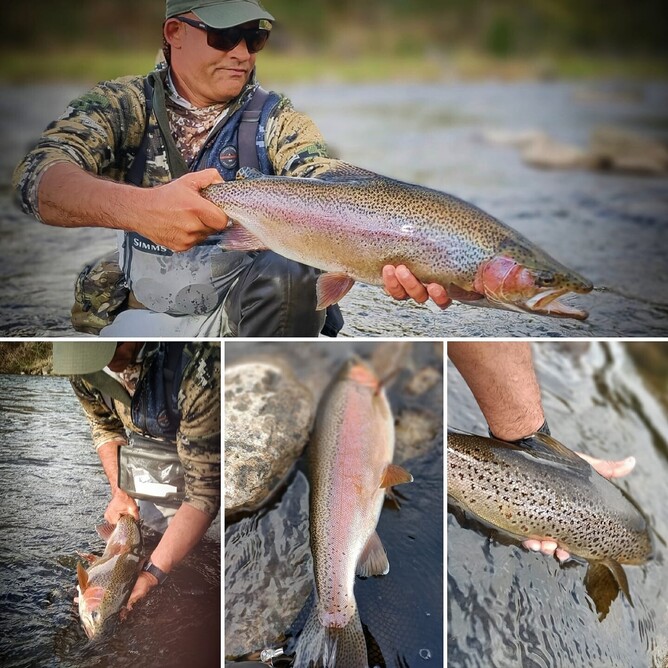 New Zealand Fly Fishing, Big Fish, Waikato