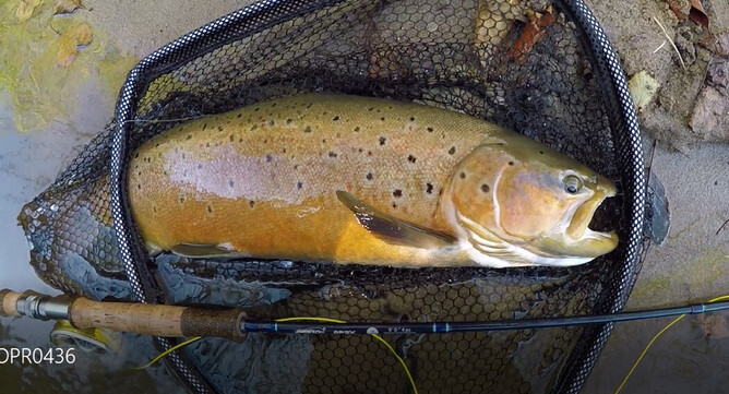 North Island Trout