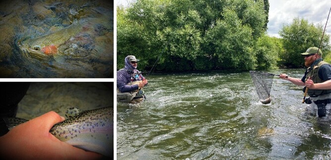 Turangi Trout Guide, North Island Fly Fishing Guide