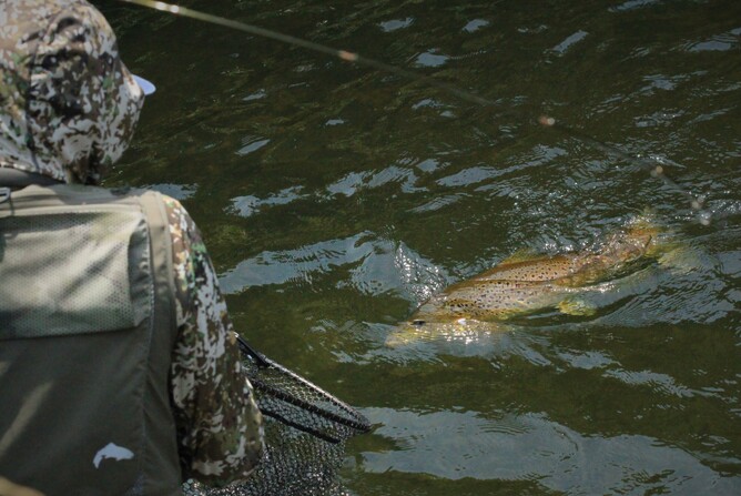 Brown trout Waikato Rotorua