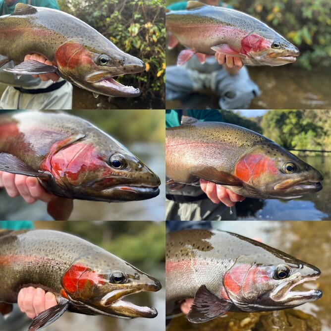New Zealand Rainbow Fishing
