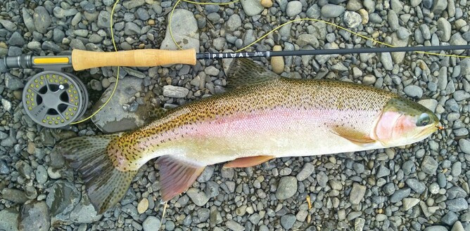 Primal Rods NZ North Island Fly Fishing Guide Rob Fish